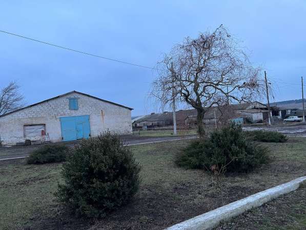 Агрохозяйство 452 гектара, Старобешево в фото 4