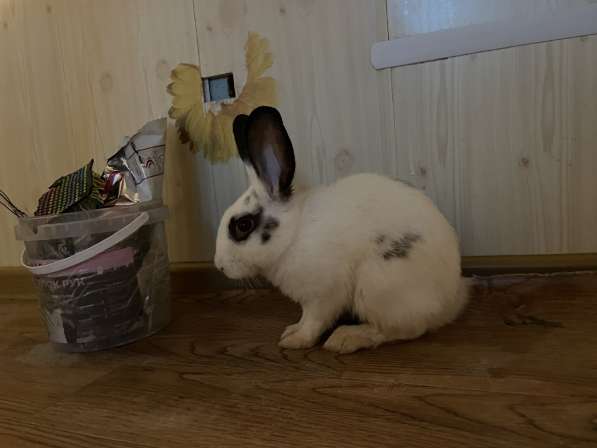Декоративный кролик в Астрахани фото 3