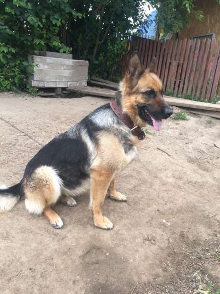 Щенки немецкой овчарки в Новосибирске