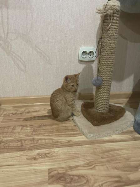 Котенок в Тимашевске фото 5