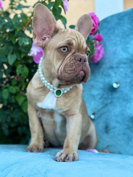 Щенки французского бульдога в Москве фото 3