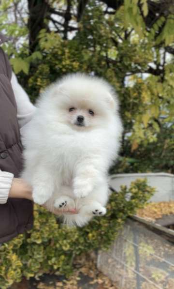 Померанский шпиц в Москве фото 3