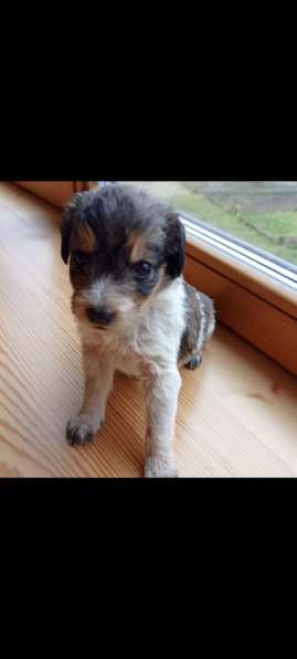 Щенки спанеэли без оплаты в Москве фото 9