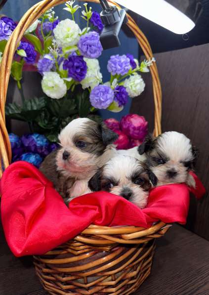 Щеночки Ши-тцу