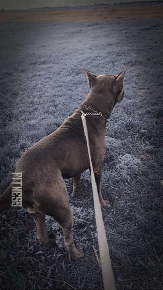 Собаки в Челябинске фото 3