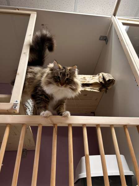 Передержка кошек. Астрахань