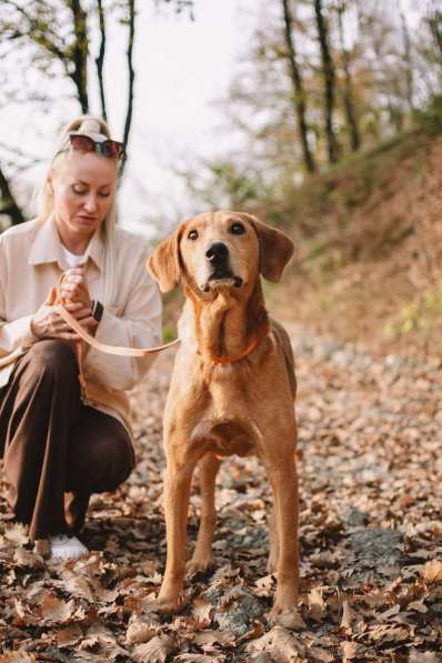 Рыжулик- метис русской гончей в добрые руки! в Москве фото 10