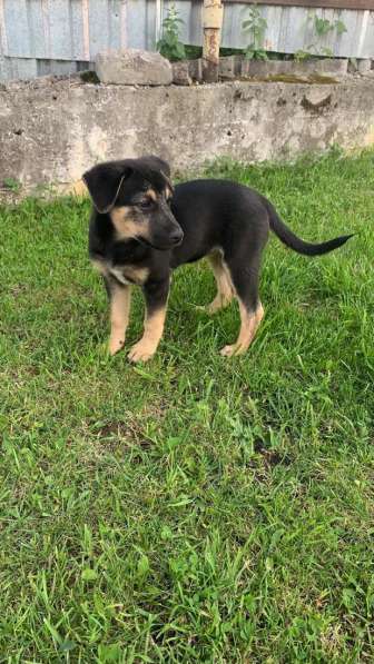 Ласковые бархатные щеночки в Санкт-Петербурге фото 8