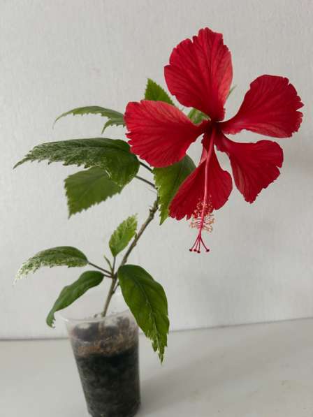 Комнатные растения в Аксае