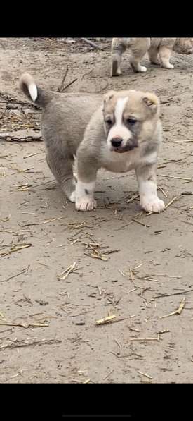 Продаются Кавказкий Волкодав в Москве фото 3