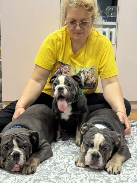 Английские Бульдоги в фото 3