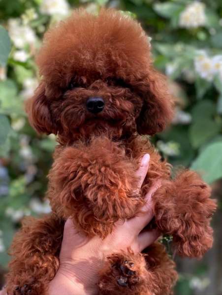 Puppies of different breeds в фото 3