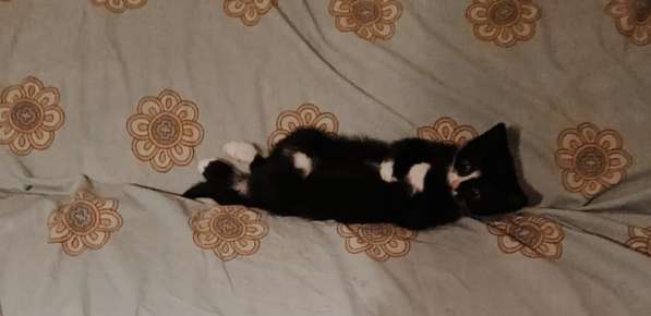 Котёнок в добрые руки в Климовске фото 3