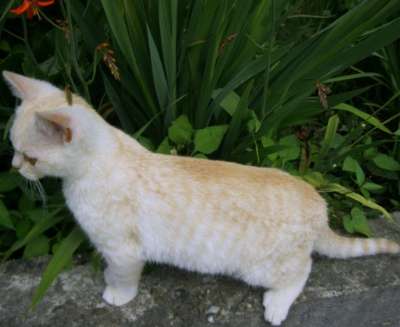 Котёнок шотландец крем - мрамор 3.5 мес в Сочи фото 7