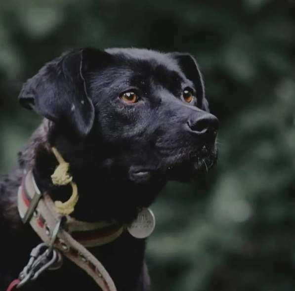 Красавица Мира ищет дом и любимую семью в Москве фото 3