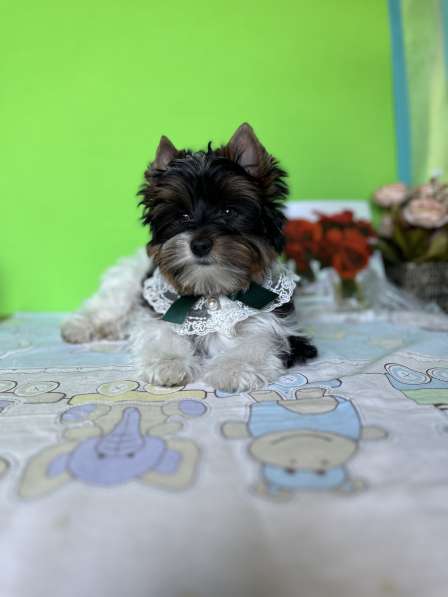 Бивер терьер в фото 23