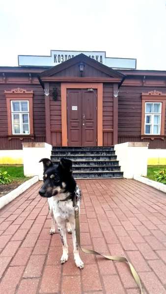 Собака девочка бесплатно в Подольске фото 4