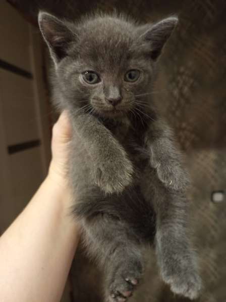 Котята в добрые руки в Альметьевске