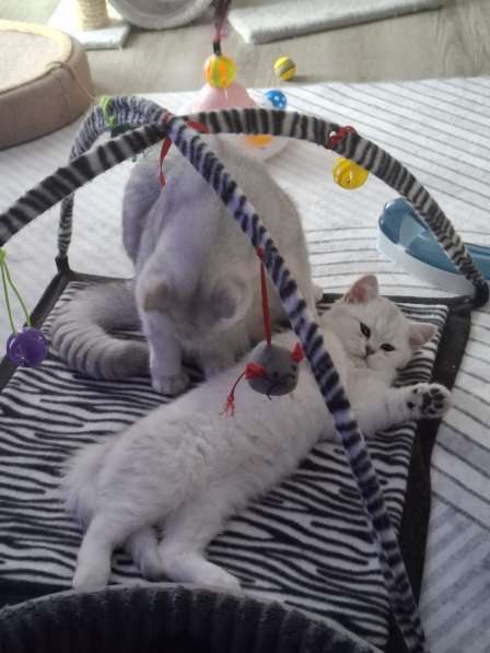 Британский короткошерстный котик в фото 5