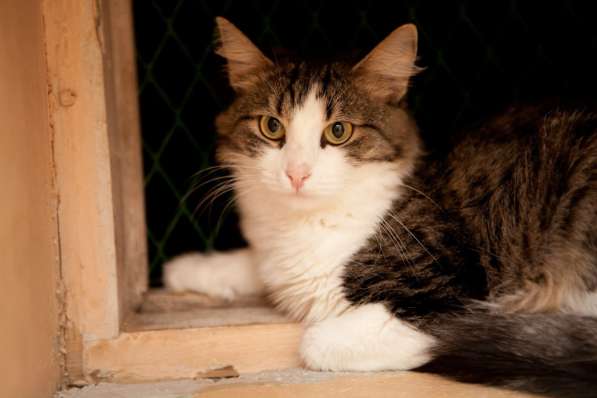 Когда Кларисса заурчит в объятиях хозяина в Москве