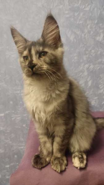 Продажа породистых котята породы Мейн-кун в Москве фото 11