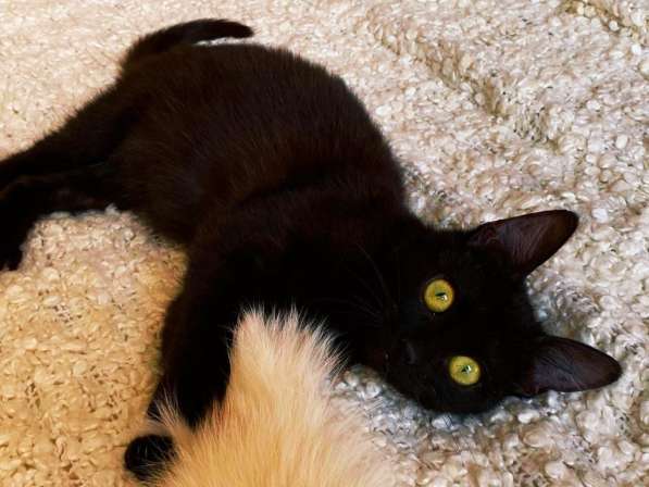 Котенок даром