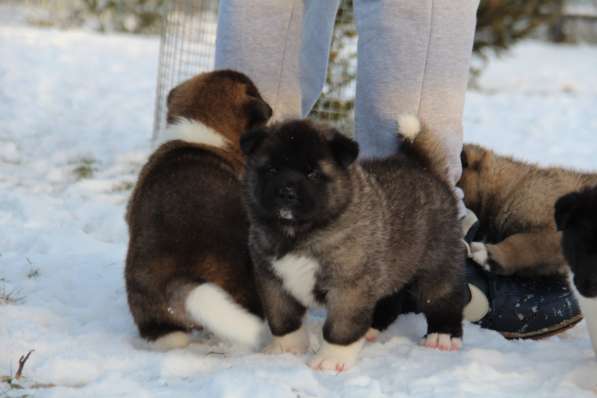 Чистокровные щенки Американской Акиты в Москве фото 5