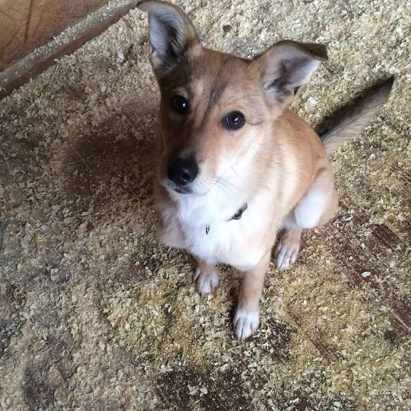 Веселая, озорная Эри ищет семью в Москве фото 15