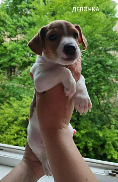 Щенки Джек Рассел терьер в фото 12