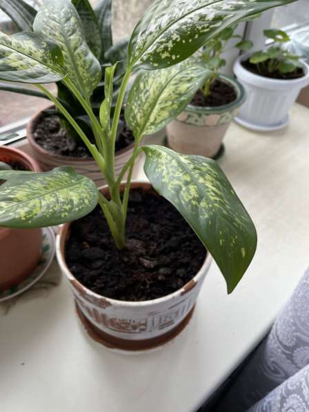 Диффенбахия в Москве фото 5