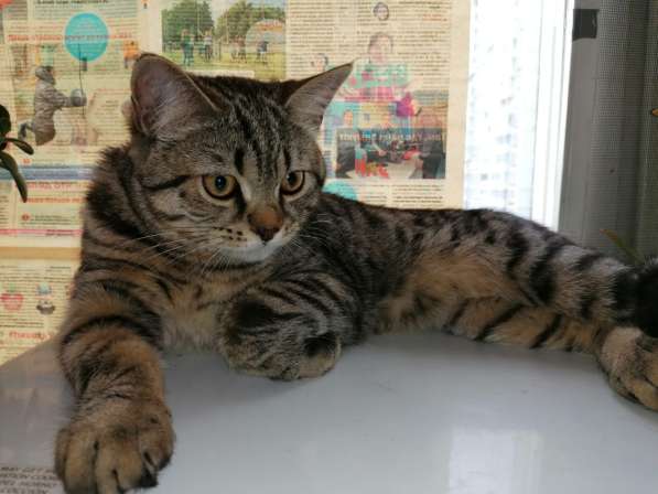 Годовалый метис британца в дар в Москве