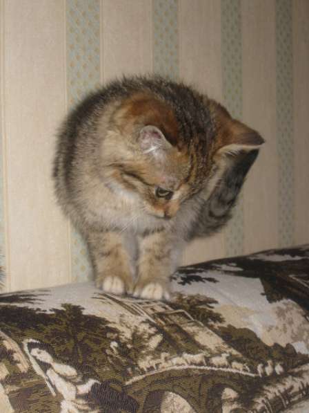 Котенок-милый, игривый, нежный малыш, Зеленоград в Зеленограде фото 7