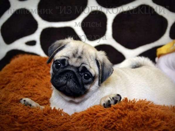 Щенки мопса в Самаре, РКФ в Самаре фото 9
