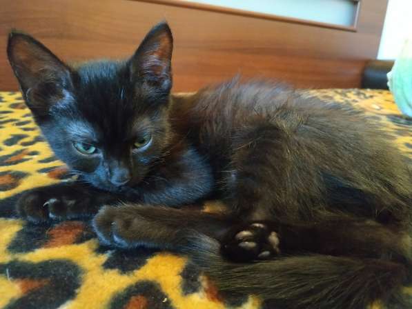 Котенок черный (метис Бомбейской кошки) в фото 15