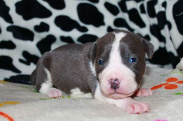 Шикарные милые щенки Амстаффа 2 месяца ркф в Москве фото 8