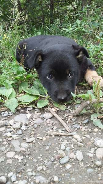 Щенки ищут хозяина в Красноярске фото 9