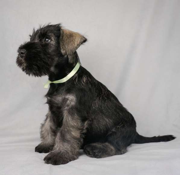 Цвержата в поисках самых лучших хозяев в Самаре фото 12