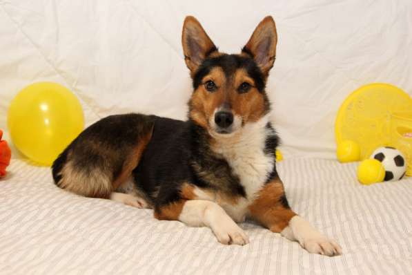 Малышка Лиса-Алиса в дар в Москве