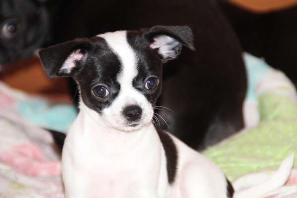 Милашка ищет дом в Самаре фото 3