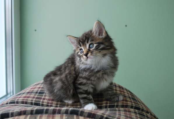 Курбобы- котята от Чемпиона Мира в Уфе фото 20