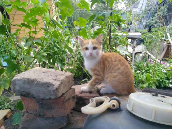 Котенок ищет дом, скоро зима в Челябинске