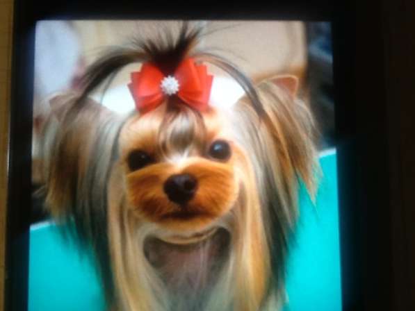 Стрижка кошек. Брянск в Брянске фото 6