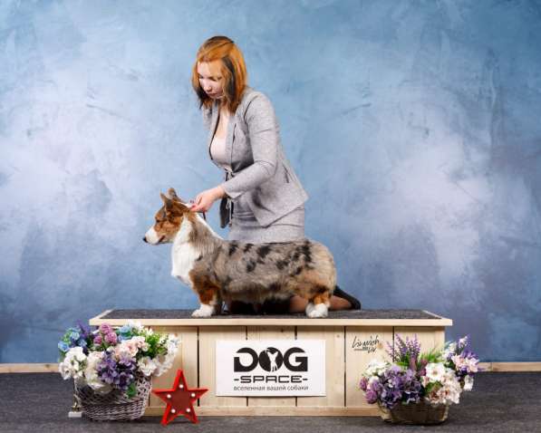 Вельш корги кардиган щенки в Москве фото 6