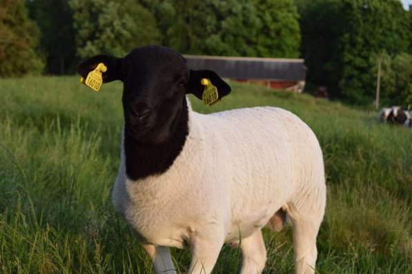 Племенные овцы Дорпер (Скот из Европы класса Элита Рекорд) в фото 8