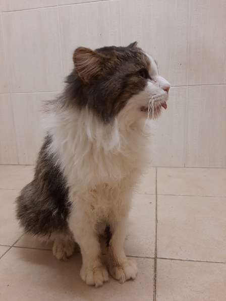 Одинокий котик роскошной внешности ищет дом в Санкт-Петербурге фото 17