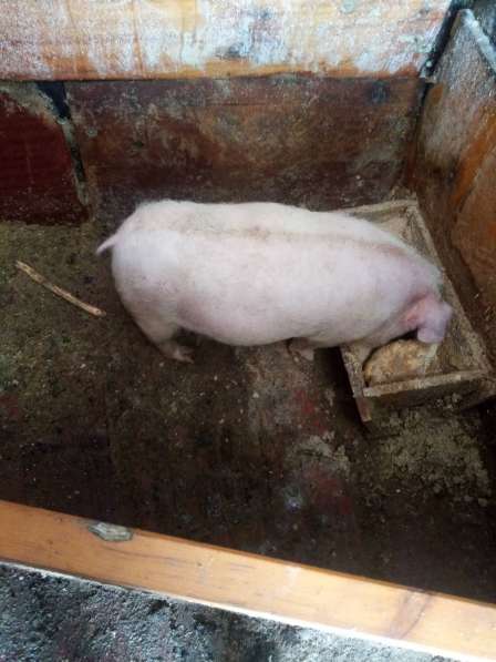 Продам хряка в Красноярске