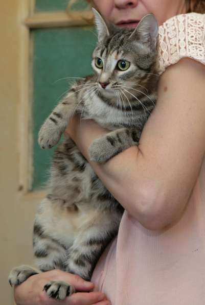 Ручная кошечка ищет дом в Санкт-Петербурге фото 13