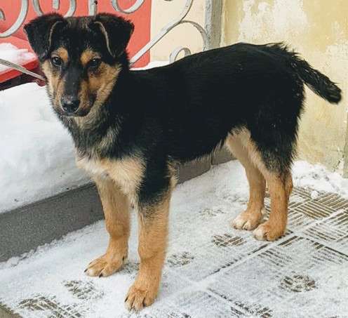 8-месячная Соня в поисках дома в Москве фото 12