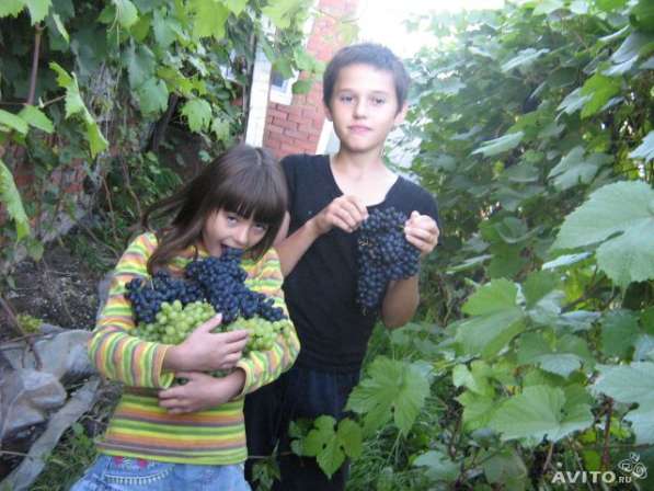 Продаются саженцы винограда в Омске фото 5