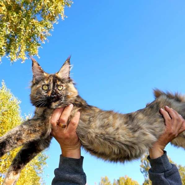Шикарные котята-рысята породы Мейн Кун из питомника в Новокузнецке фото 5